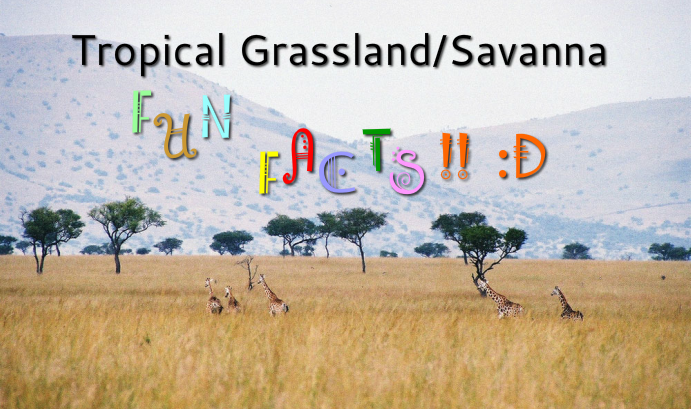 Fun Facts!! - Tropical Grassland/ Savanna