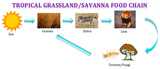 Give an example of a food chain in grassland ecosystem Food Chain And Web Tropical Grassland Savanna